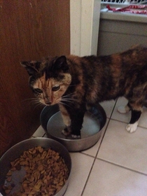 This is Cali our calico cat who passed away today She liked to fuck with the dogs by standing in their water bowl Goodnight my little weirdo