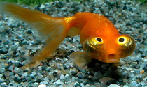 This is called a Celestial Eyed Goldfish yall I am losing it over pictures of this thing