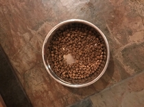This is cat for theres no food in the bowl