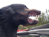 This is Colt He loves long walks on the beach and sticking his head out of the sunroof