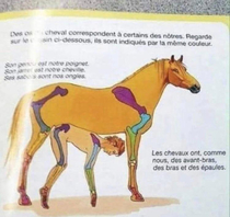 This is from a French anatomy book demonstrating similarities between human and horse bone structure Apparently the French teach anatomy differently