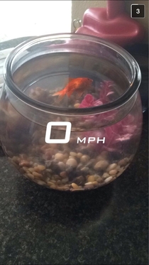 This is how I found out that my goldfish died