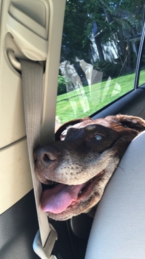 This is how my blind dog prefers to ride in the car