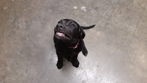 This is how my dog sarrah smiles when you tell her to