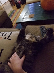 This is how my familys cat lays when he wants belly rubs