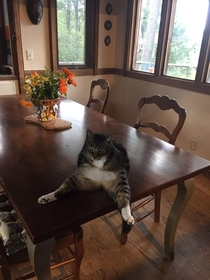 This is how my friend cat sits
