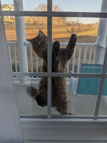 This is how our cat tells us she wants in