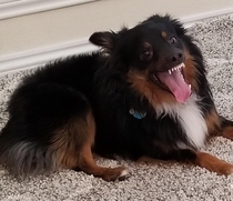 This is how our dog smiles