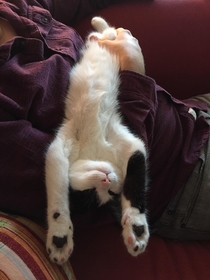 This is how our kitten Millie fell asleep on my lap today 