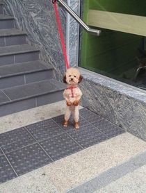 This is how she waits for me outside the supermarket It cracks me up each time