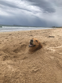 This is Indi she loves to be buried at the beach