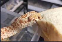 This is MrRattleBones he like to monch the bred  good doggo
