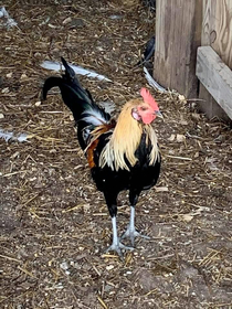 This is my aunts rooster His name is Joe Exotic