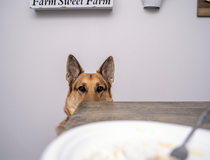 This is my brothers dog the whole time I was eating this Thanksgiving