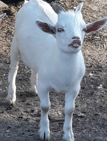 This is my friends goat