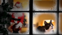 This is not happening Cat in denial as woman gets frisky with Santa
