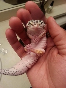 This is one evil looking gecko