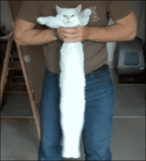 This is one really long cat