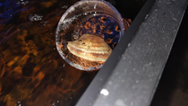 This is our new pet clam It was picked by my dad out of the batch we had for dinner to go into the tank Its name is Clamentine Clam for short