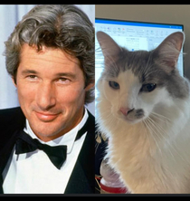 This is Richard Gere cat