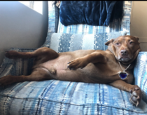 This is Simon The one time I found him on his chair like this I couldnt quite figure out what was missing The Heart of the Ocean