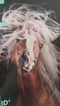 This is the most fabulous horse Ive ever seen