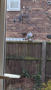 This is the second time Ive caught these pigeons having sex on my garden fence They gave me the back agnle this time