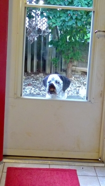 This is what my dog does when he wants to come inside