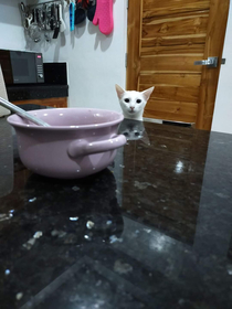 this is White shell stare at you for mins if you finished your bowl without giving her