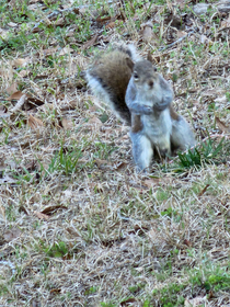 This jacked squirrel in my back yard