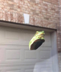 This judgmental frog