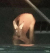 This kangaroo drinking out of a pool looks like a headless naked man with a kangaroo head on his butt