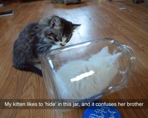 This kitten likes to hide in a jar