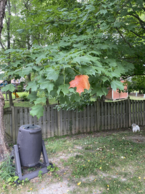 This leaf has had enough of  and is tapping out