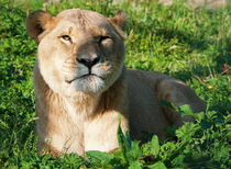 This lion at the zoo looked like Robert De Niro