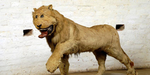 This lion was commissioned by a Swedish king in the s The taxidermist had unfortunately never seen a lion