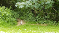 This little fucker tried to give me a quest in the park yesterday