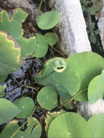 This little guy