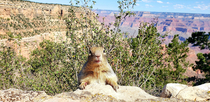 This little guy wanted his picture taken at the Grand Canyon