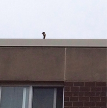 This little shit sits up there and honks at everyone below