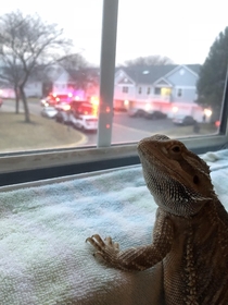This Lizard Looks Like He Just Commited A Crime