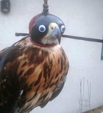 This Magestic Falcon has seen it all and doesnt want to know