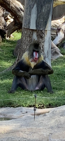 This Mandril was straight chillin like a boss at the zoo