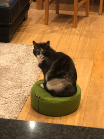 This meditation cushion is really helping my cat pose