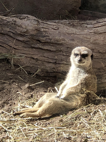 This meerkat sitting like a gentleman