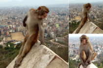 This monkey poses exactly like every girl Ive met while studying abroad