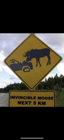 This Moose is Undefeated