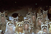 This must be the way to Racoon City