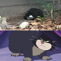 This neighborhood cat attacked my dog while we went for a walk I thought he looked familiar