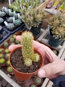 This oddly shaped cactus
